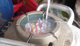 Maternal Matters: Artificial insemination (AI), synchronisation and sexed semen for suckler herds